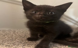 Domestic Shorthair cats for sale: Gorgeous baby kittens  - Image 1