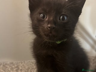 Domestic Shorthair cats - Advert 7