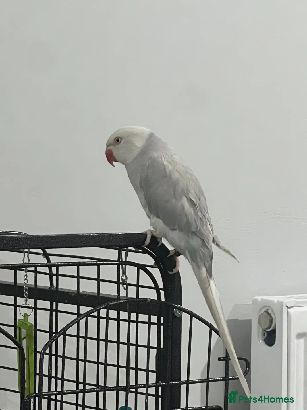 Parrots birds for sale: Grey Indian ringneck Parrot - Advert 5