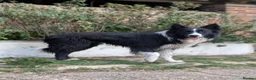 Border Collie dogs for sale: Border Collie Puppies for sale - Advert 8