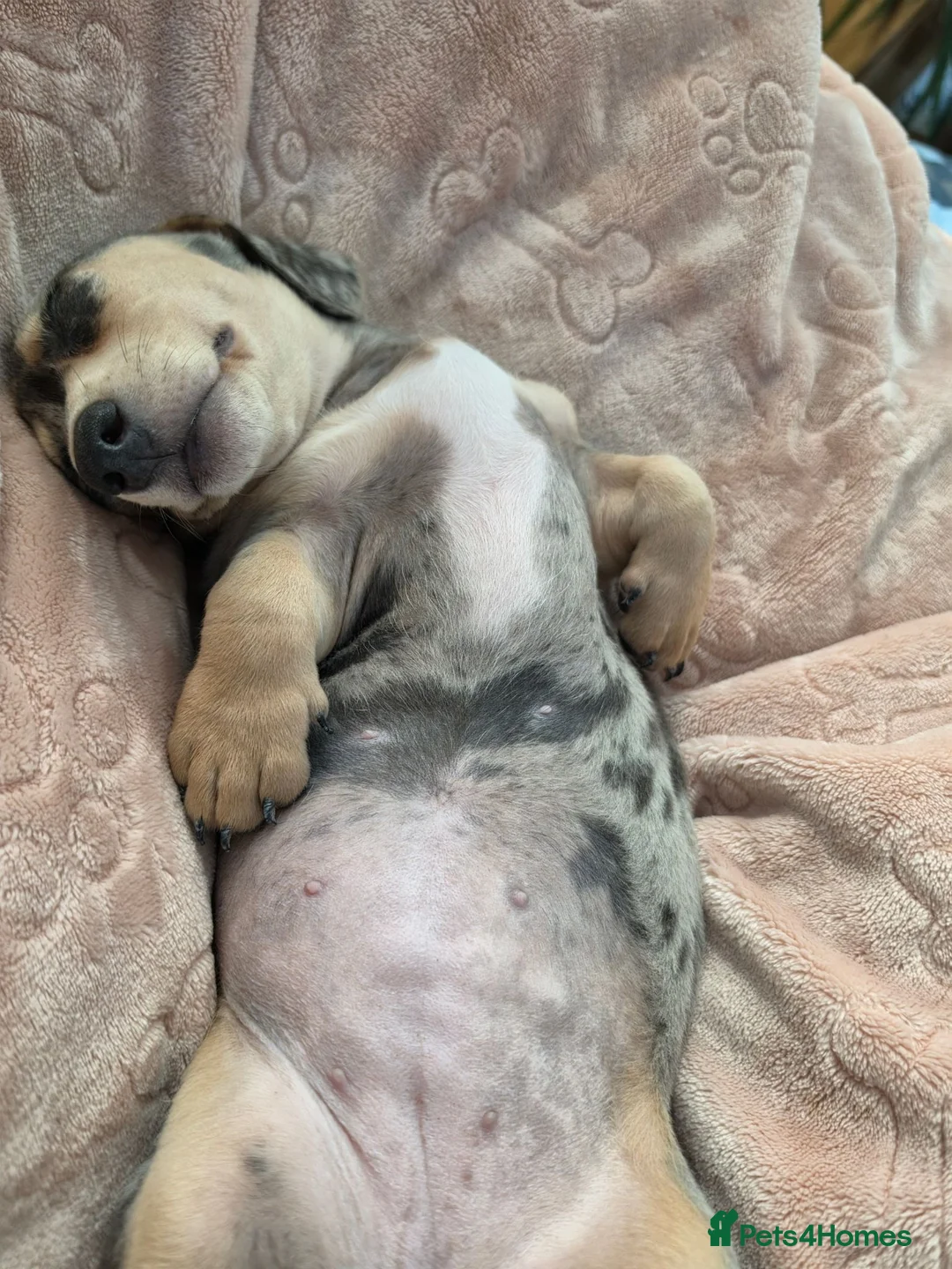 Dachshund dogs for sale: Male and female  - Advert 4