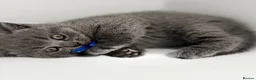 British Shorthair cats for sale: GCCF British short hair boy  - Advert 19
