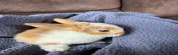 Mini Lop rabbits for sale: Adorable Mini Lop Babies - Advert 2