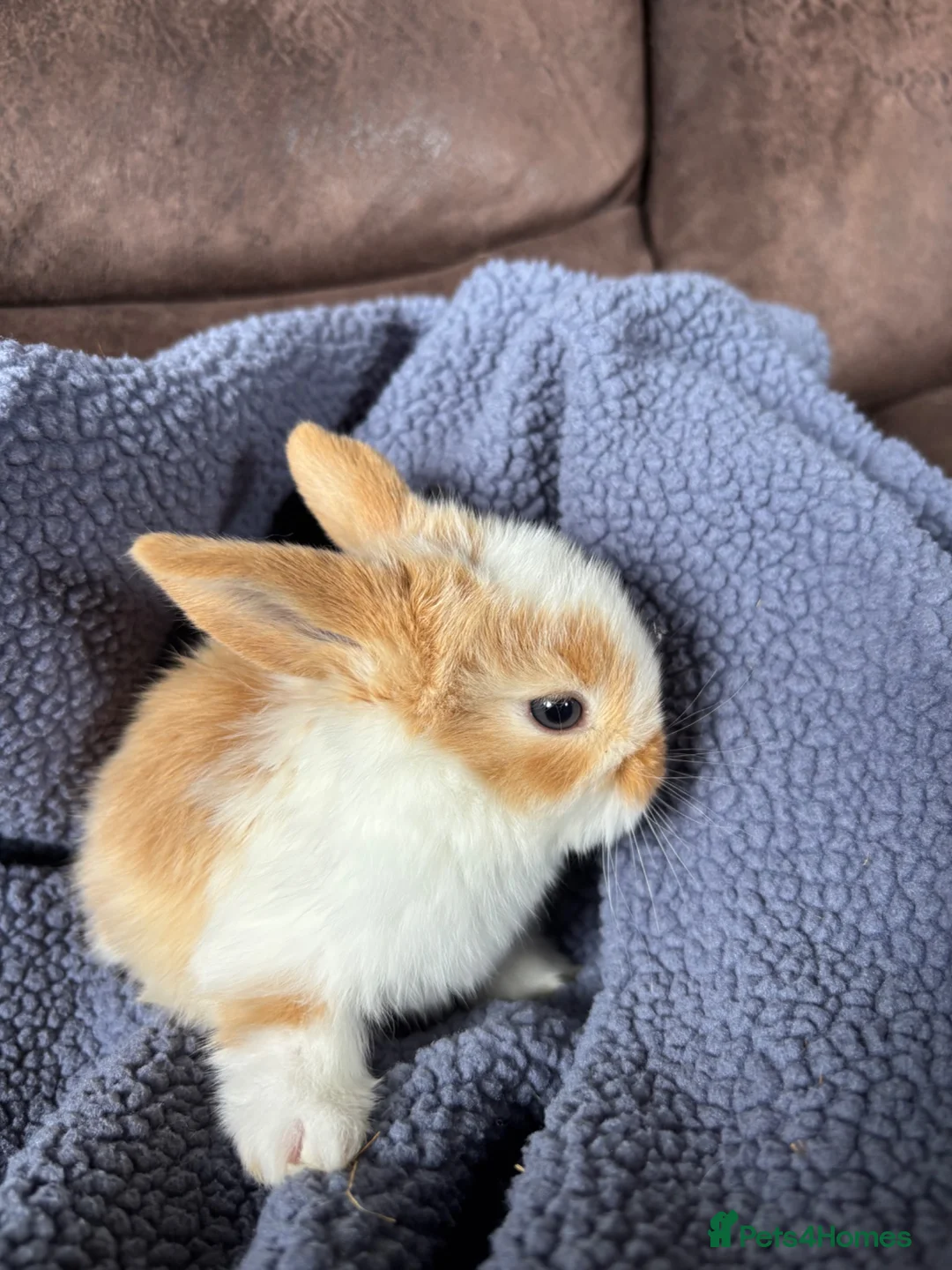 Mini Lop rabbits for sale: Adorable Mini Lop Babies - Advert 2