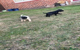 Cocker Spaniel dogs for sale: Cocker spaniel puppies🤩 - Image 9