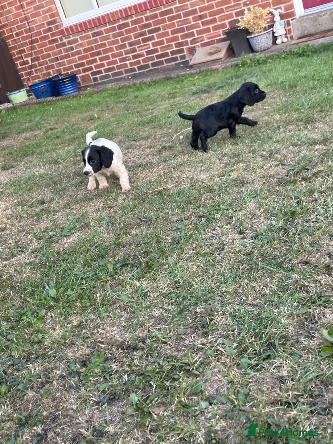Cocker Spaniel dogs for sale: Cocker spaniel puppies🤩 - Image 9