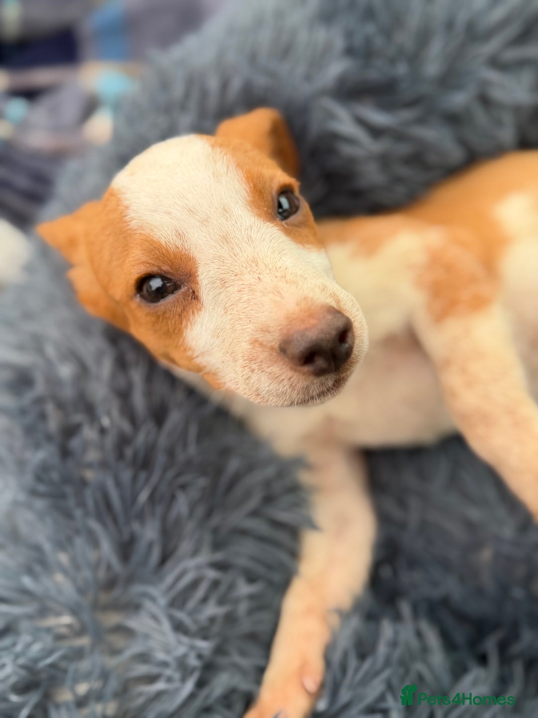 Beagle dogs for sale: Gorgeous Beagle puppies - Ready Now  - Advert 4