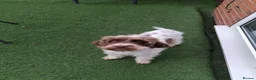 Cockapoo dogs for sale: ** Adorable Female Cockapoo** in Cannock - Advert 14