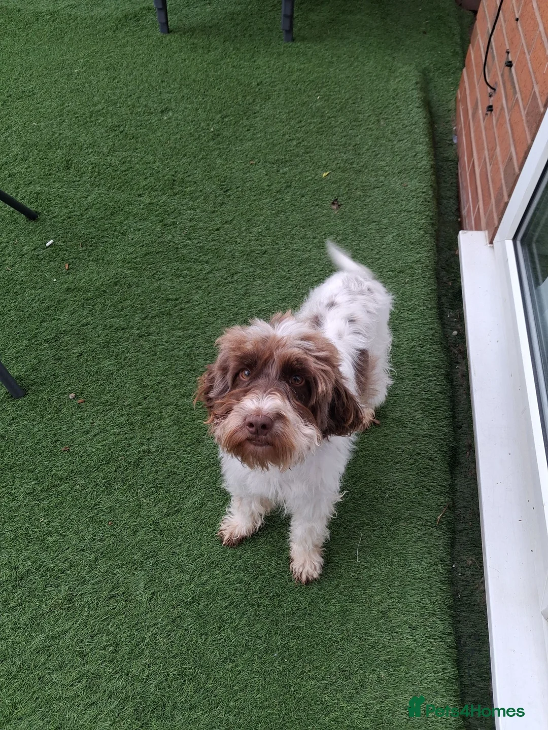 Cockapoo dogs for sale: ** Adorable Female Cockapoo** in Cannock - Advert 14