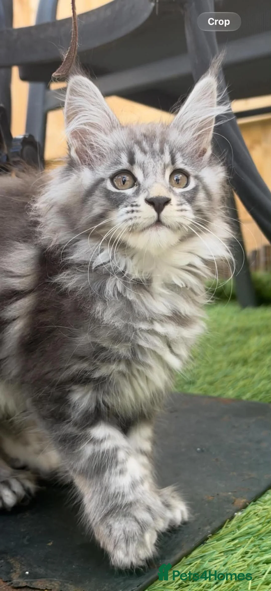 Maine Coon cats for sale: 1 tica active girl polydactyl  in Newport - Advert 12