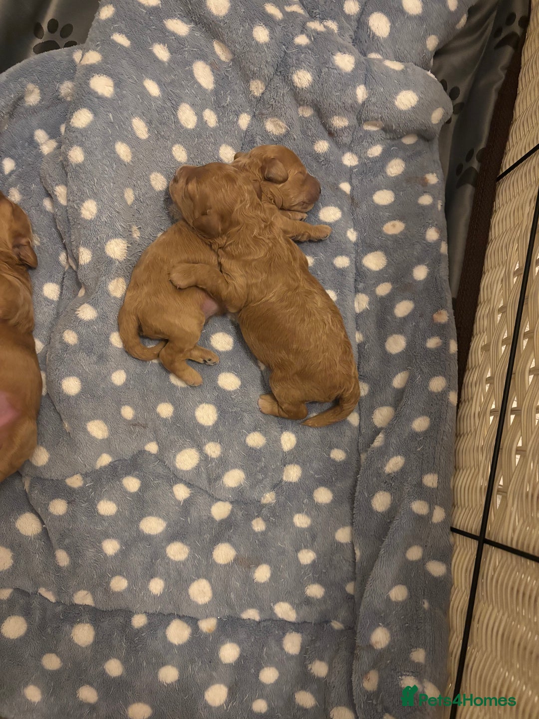 Toy Poodle dogs for sale: Toy poodles for sale - Advert 6