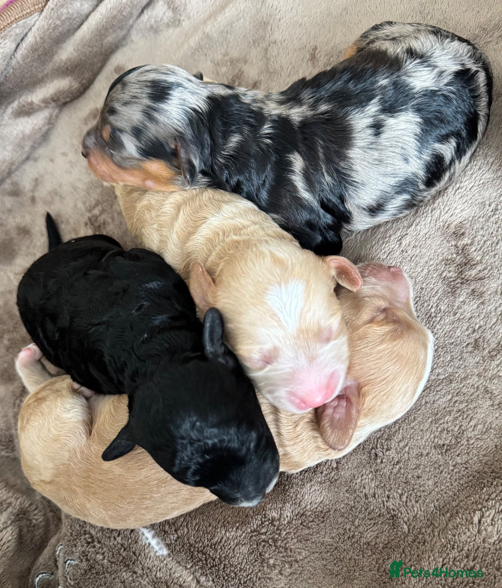 Cavapoo dogs Beautiful F1B Cavapoo Puppies  - Advert 3