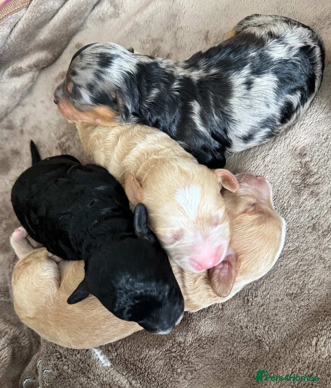 Cavapoo dogs for sale: Beautiful F1B Cavapoo Puppies  - Advert 1