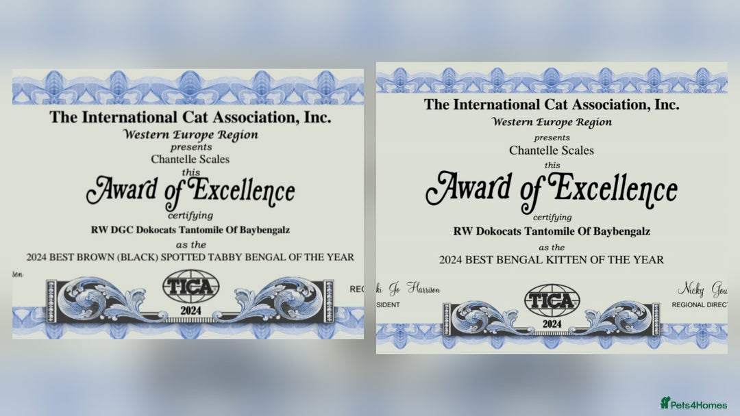 Bengal cats for sale: Stunning Silver Lynx Bengal kitten Ready Now  - Image 6