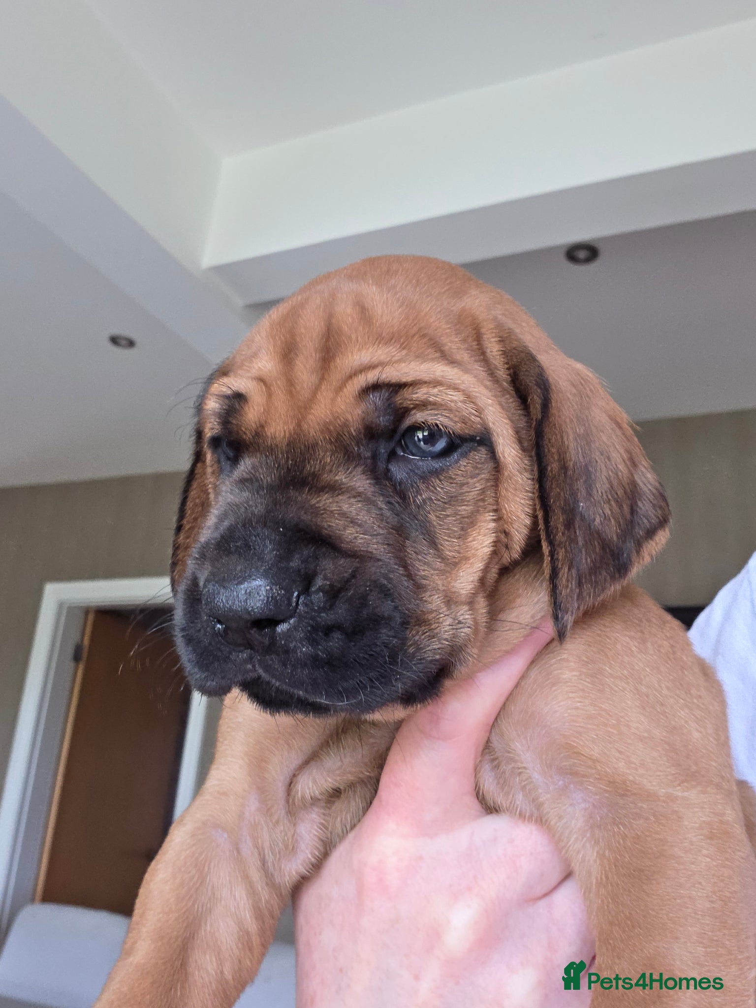 Rhodesian Ridgeback dogs 💕Reduced to £1200-Outstanding Ridgeless Girls 💕 - Advert 2