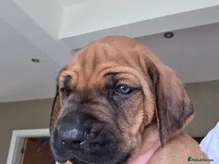 Rhodesian Ridgeback dogs 💕Reduced to £1200-Outstanding Ridgeless Girls 💕 - Advert 2