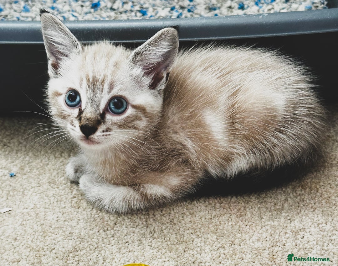 Mixed Breed cats for sale: Beautiful kittens looking for forever homes  - Image 2