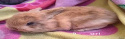 Mini Lop rabbits for sale: Mini lop babies - Advert 8