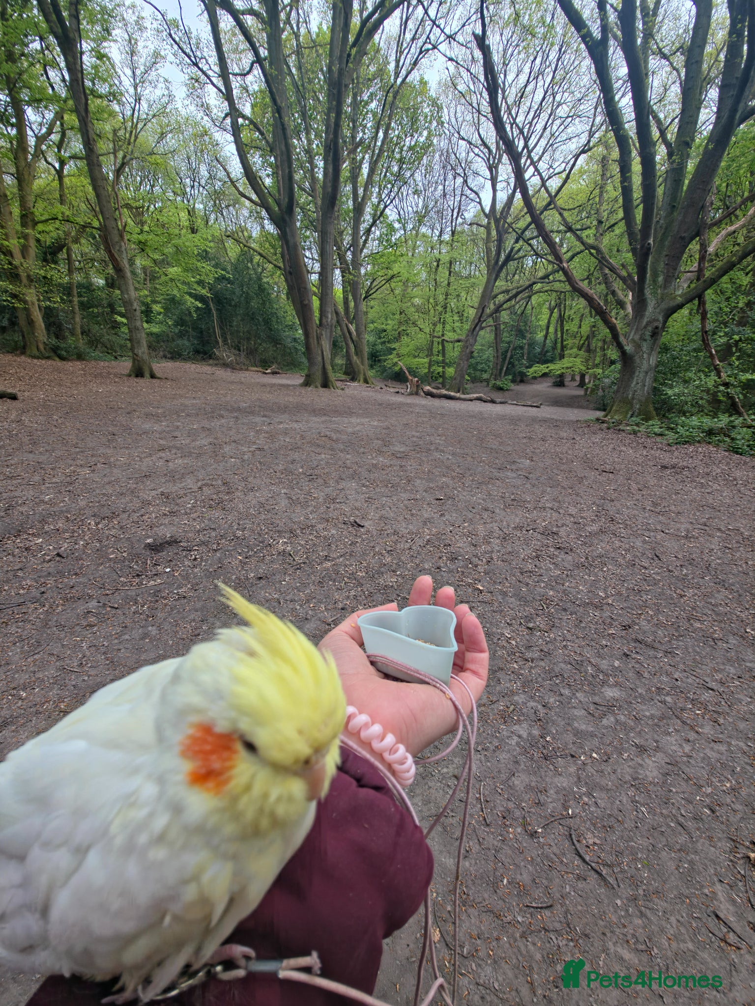 Cockatiels birds Hand reared Female Cockatiel  - Advert 5