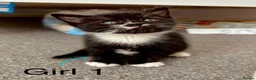 Domestic Shorthair cats for sale: Beautiful Kittens for Sale - Advert 3
