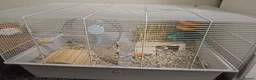 Hamster rodents for sale: Syrian hamster with set up - Advert 12