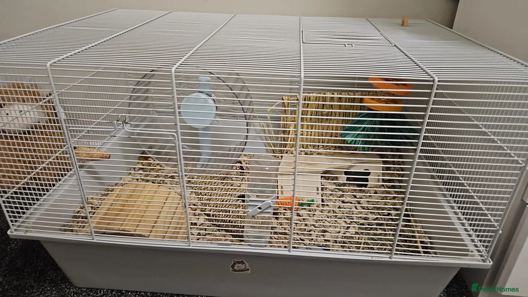Hamster rodents for sale: Syrian hamster with set up - Advert 12