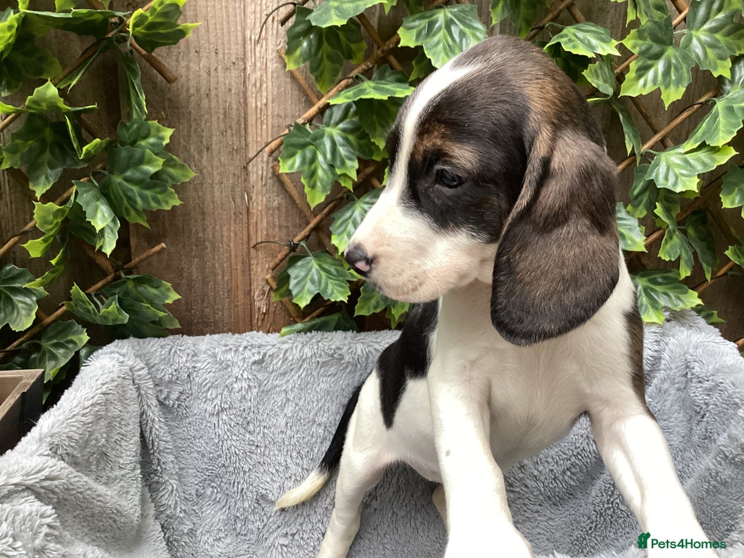 Mixed Breed dogs for sale: Gorgeous mix of Beagle x Sproodle (Springles) - Image 1