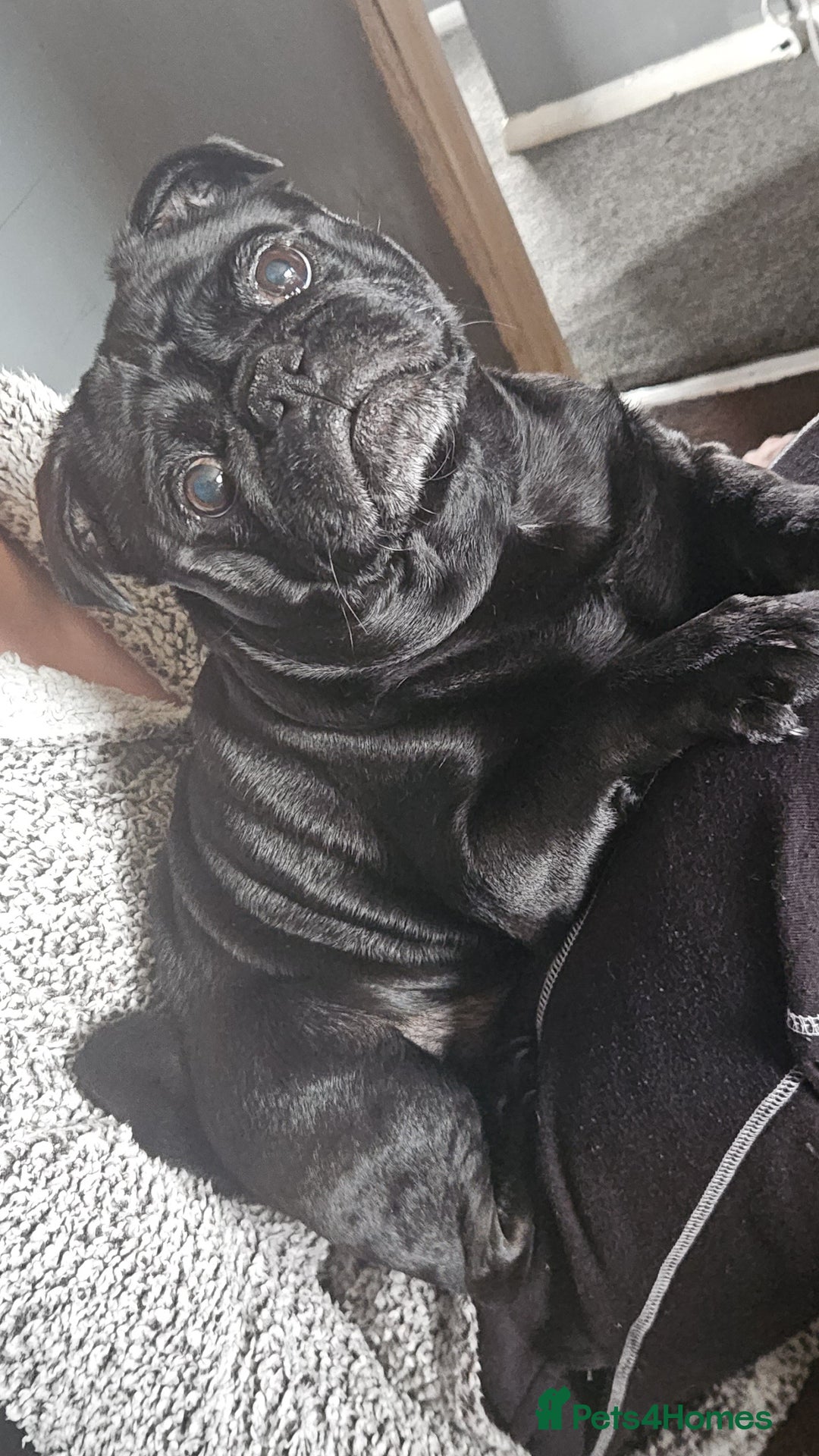 Pug dogs for sale: Loving, Cuddly Pug  - Image 2