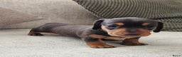 Miniature Dachshund dogs for sale: Miniature Dachshund Chocolate/Tan KC Reg Puppies - Advert 4