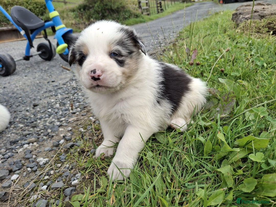 Mixed Breed dogs for sale: Border Collie x Australian Shepherd - Image 7