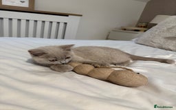 British Shorthair cats for sale: Lilac British Shorthair Kitten - Image 4