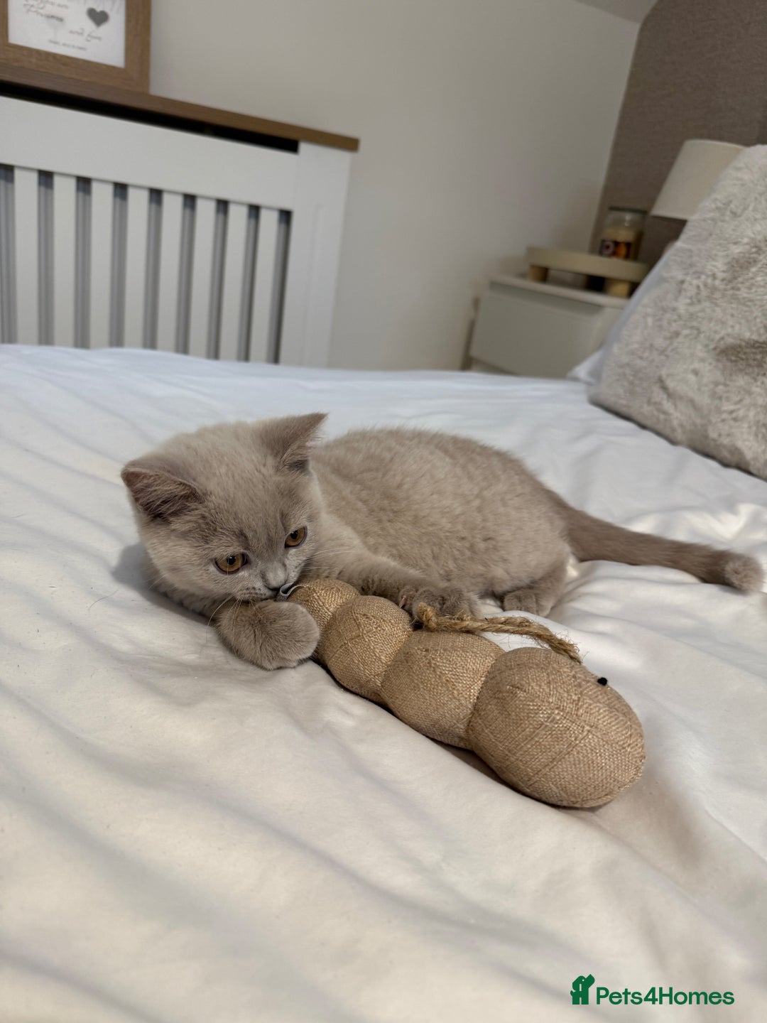 British Shorthair cats for sale: Lilac British Shorthair Kitten - Image 4