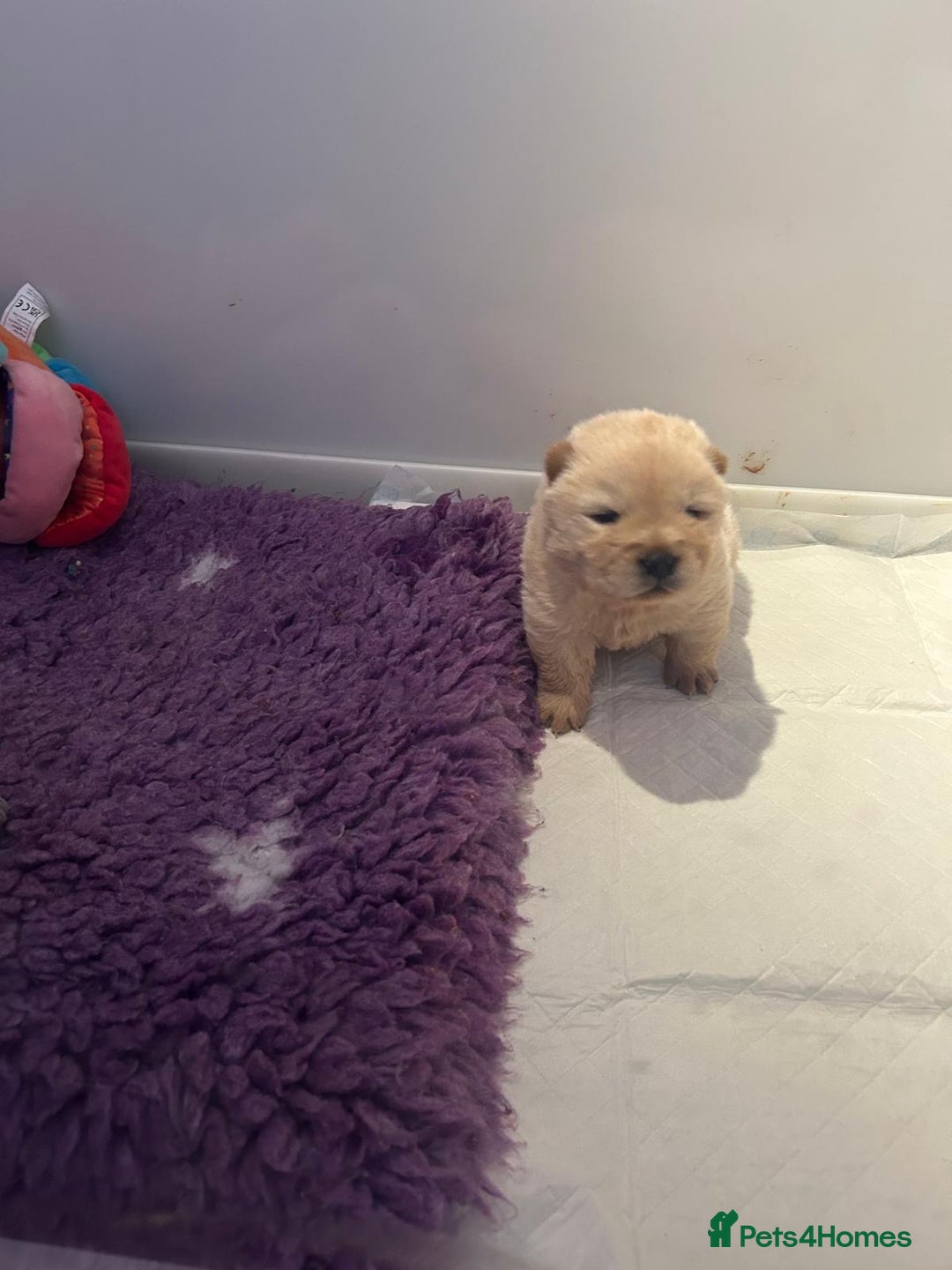 Chow Chow dogs for sale: Amazing cream chow chow puppy for sale  - Advert 5