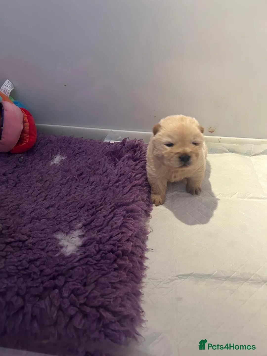Chow Chow dogs for sale:  READY NOW amazing cream chow chow boy - Advert 20