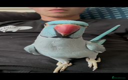 Ringnecks birds for sale: Indian ring neck 2.5 years old male  - Image 2