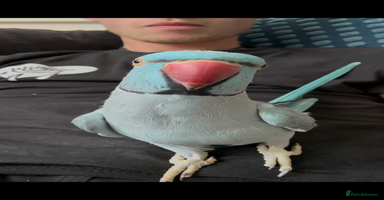 Ringnecks birds - Advert 2