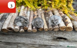 Hamster rodents for sale: Dwarf winter white russian hamsters. Sheffield. - Image 1