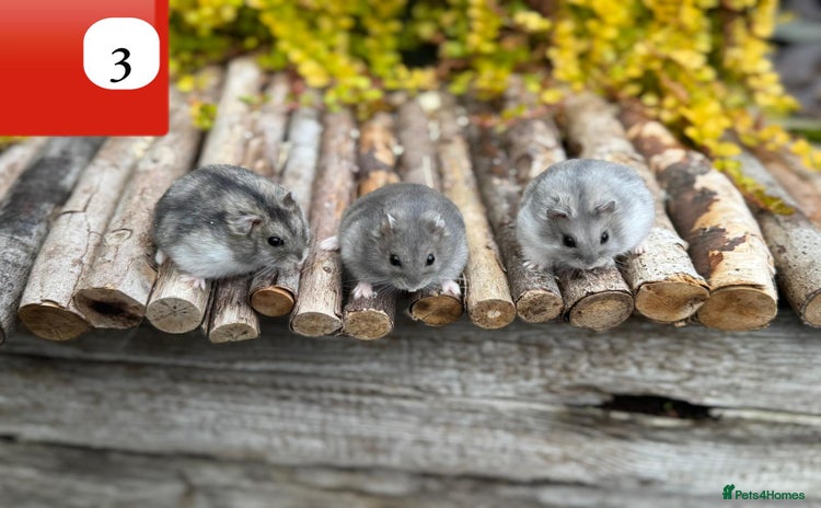 Hamster rodents - Advert 3