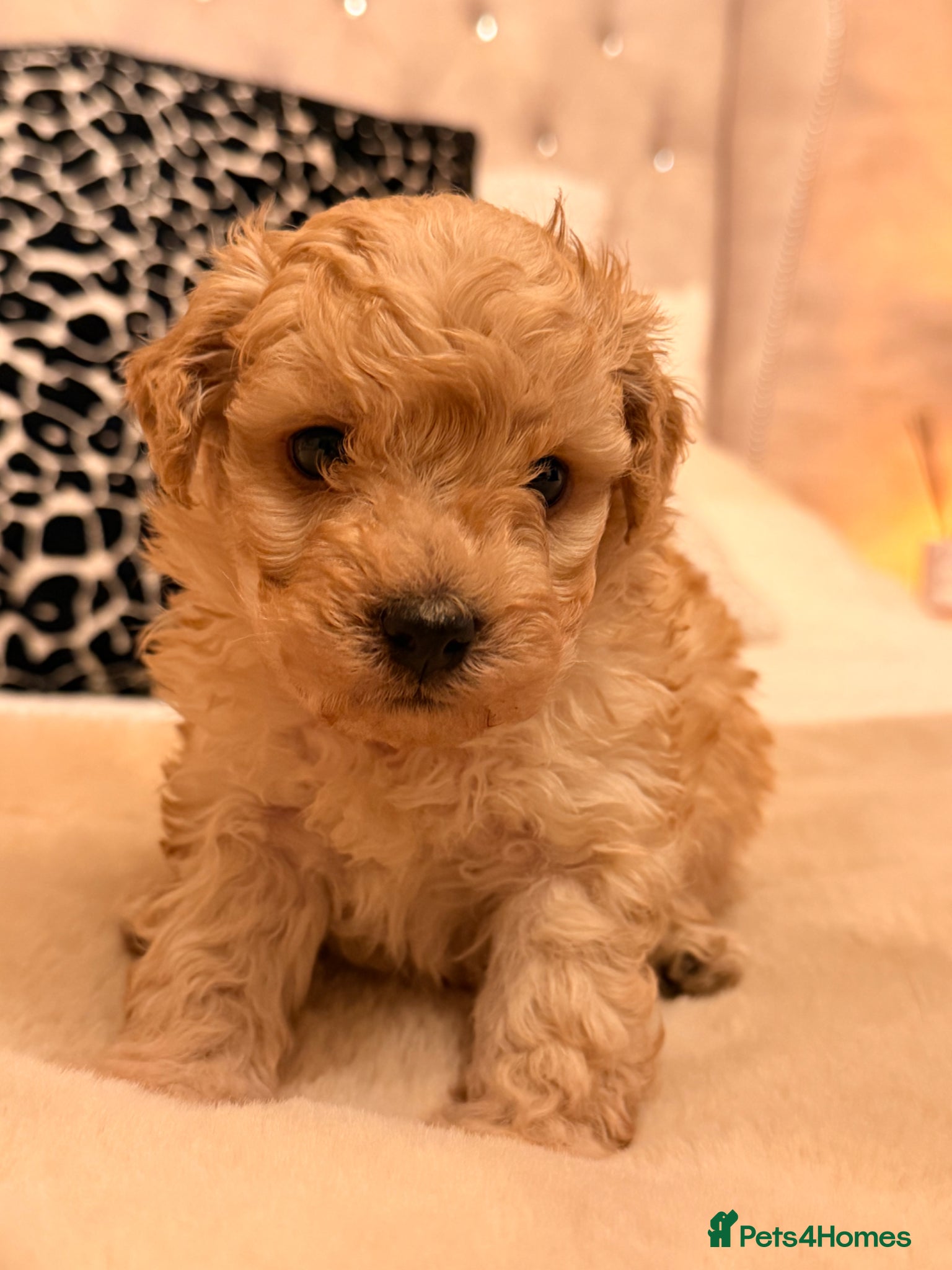 Poochon dogs Stunning Poochon puppy - Advert 5