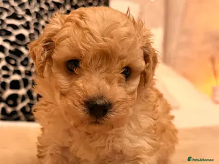 Poochon dogs Stunning Poochon puppy - Advert 5