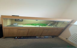 King Snake reptiles for sale: Male Mexican Black King Snake & Enclosure - Image 5