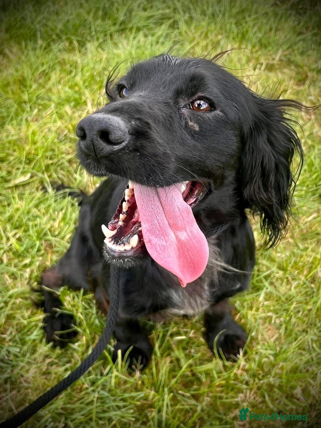 Cocker Spaniel dogs for sale: Cocker Spaniel Pups - Solid & Roan - Farlavale - Advert 32