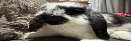 Mini Lop rabbits for sale: Pure Breed Mini Lop Babies  in Hailsham - Advert 7
