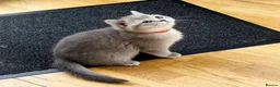 British Shorthair cats for sale: A Girl Available- GCCF/TICA British Shorthair  - Advert 15
