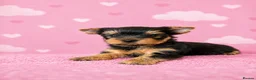 Yorkshire Terrier dogs for sale: ✨🐾 Outstanding Show Quality KC Yorkie Puppies 🐾✨ - Advert 8