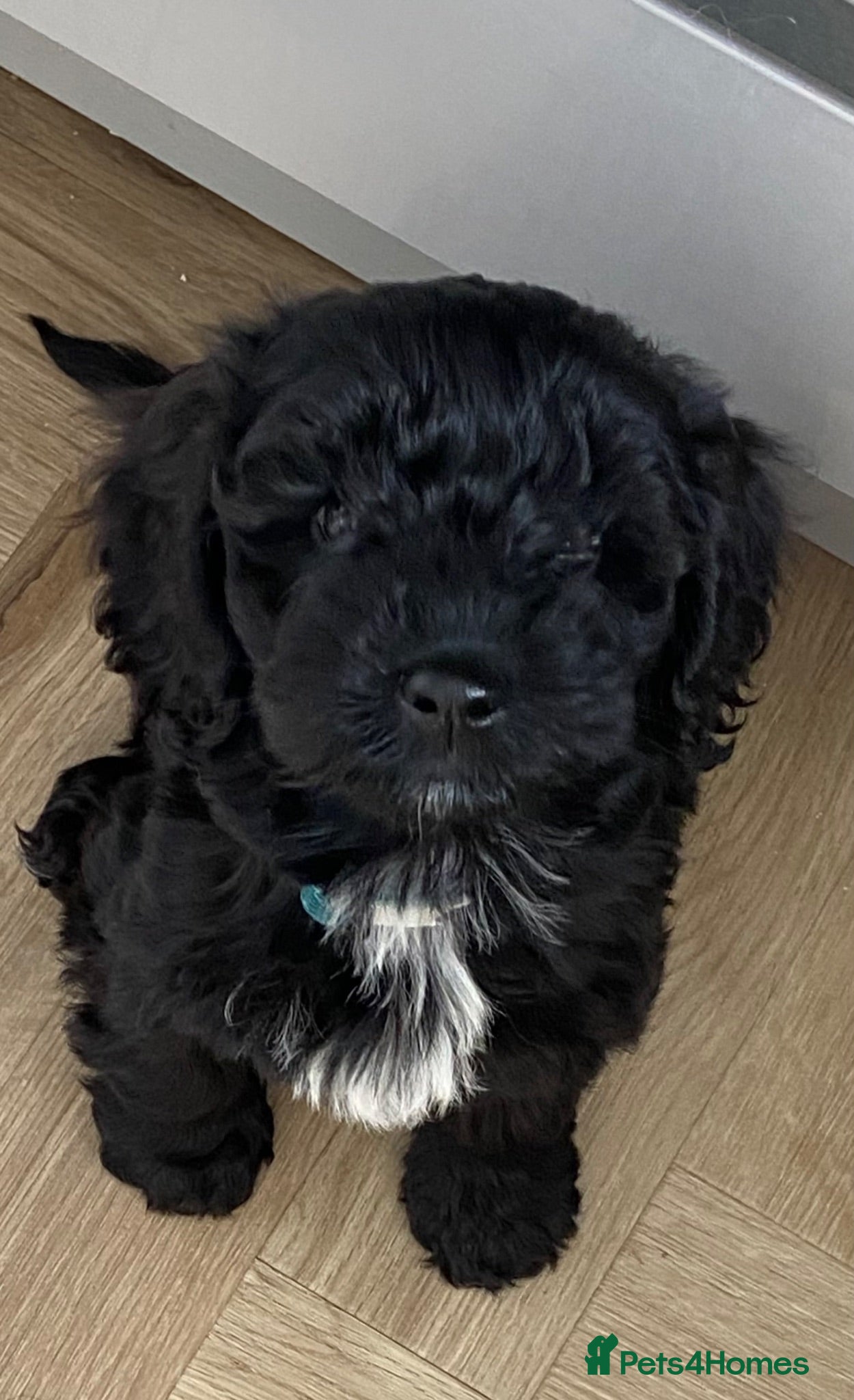 Cockapoo dogs Cockapoo for sale - Advert 6