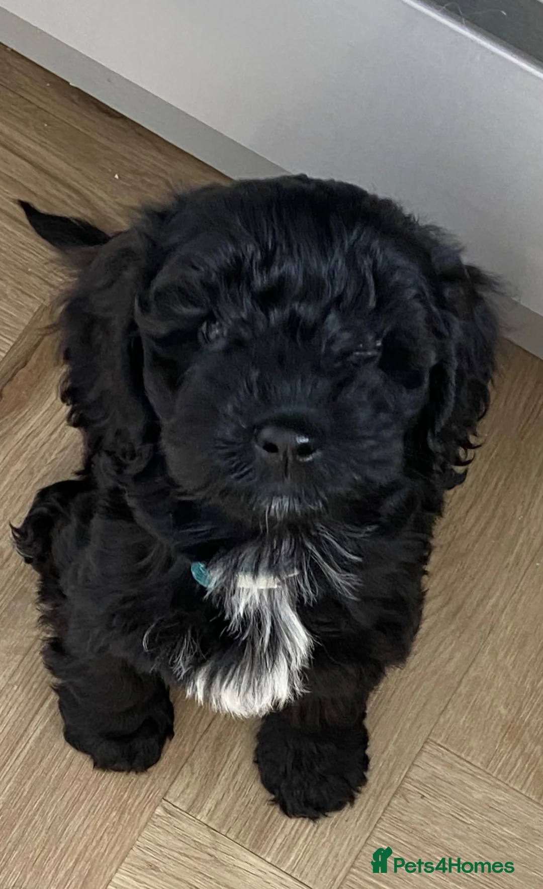 Cockapoo dogs for sale: Cockapoo for sale - Advert 1