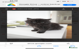 Persian cats for sale: Persian chinchilla kittens - Image 6