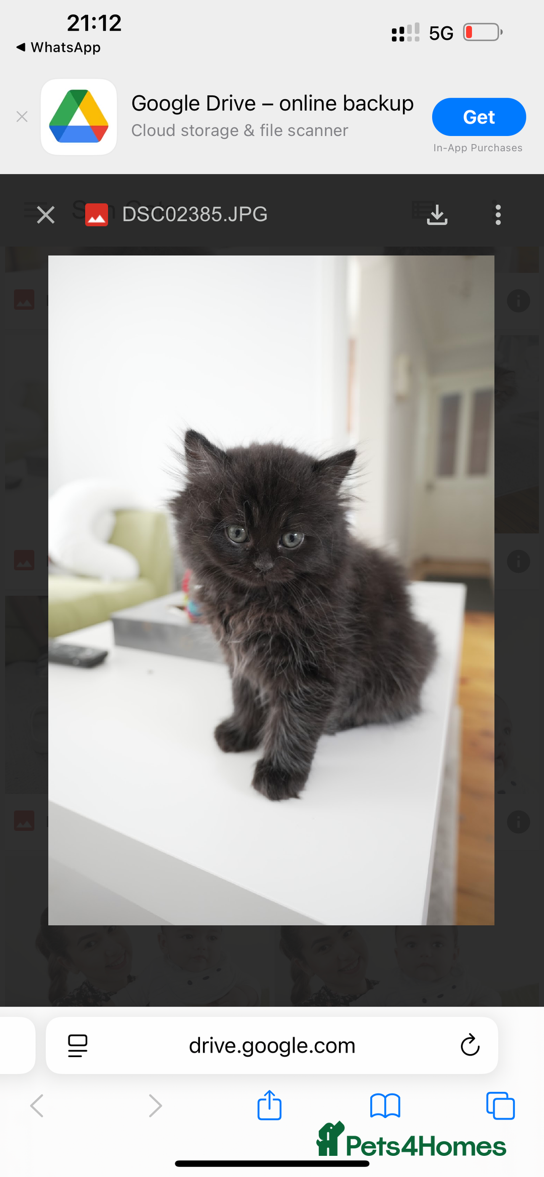 Persian cats for sale: Persian chinchilla kittens - Image 6