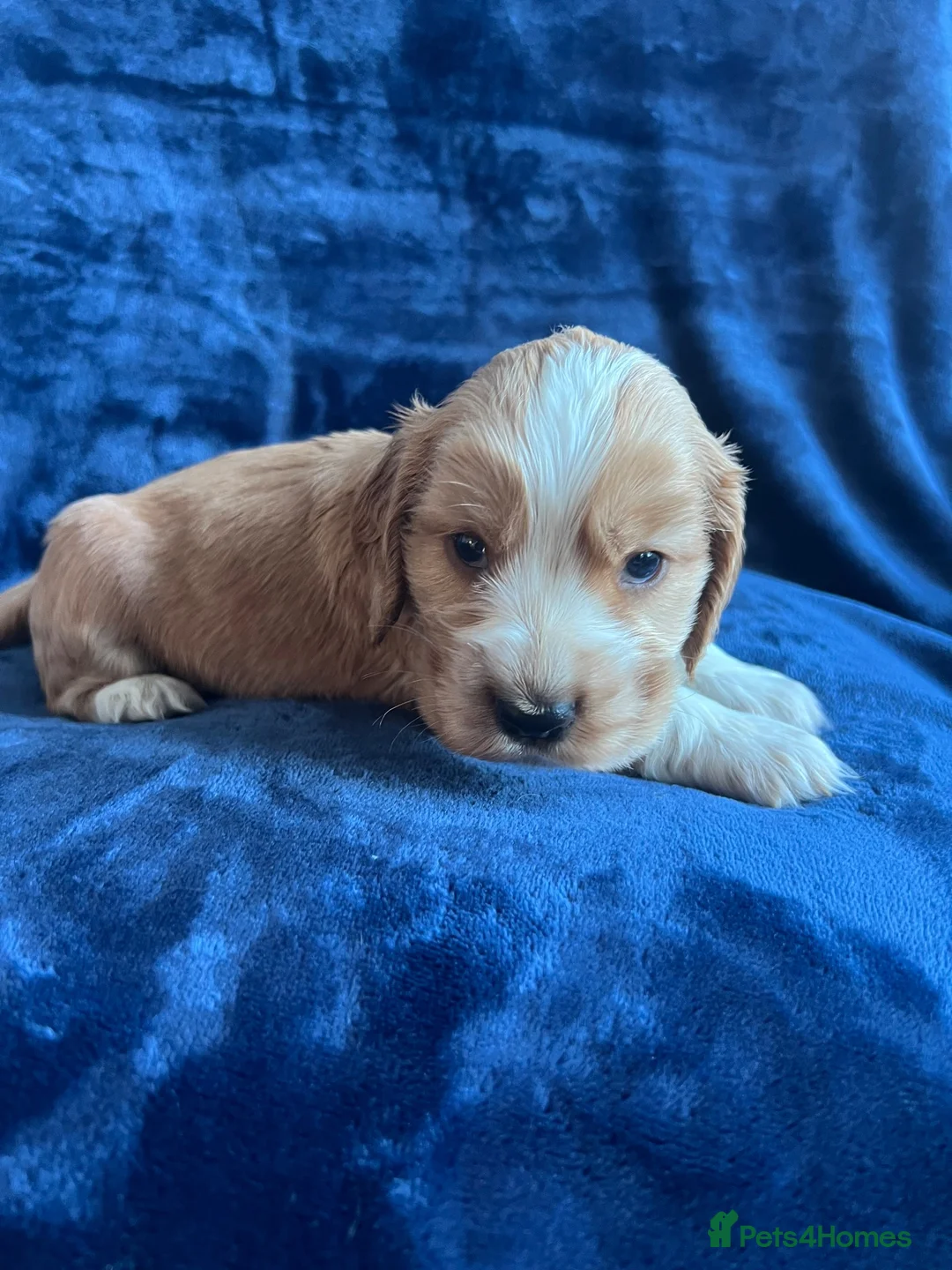 Cocker Spaniel dogs for sale: Show type KC reg health tested. Boys available  - Advert 1